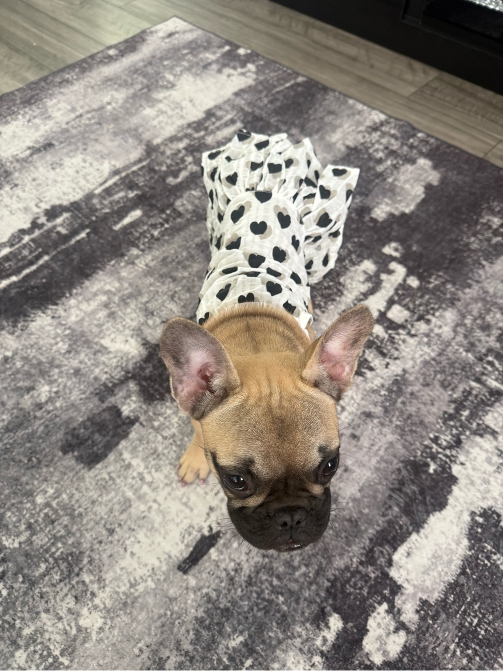 Heart Print White Dog Dress - Cute Pet Apparel